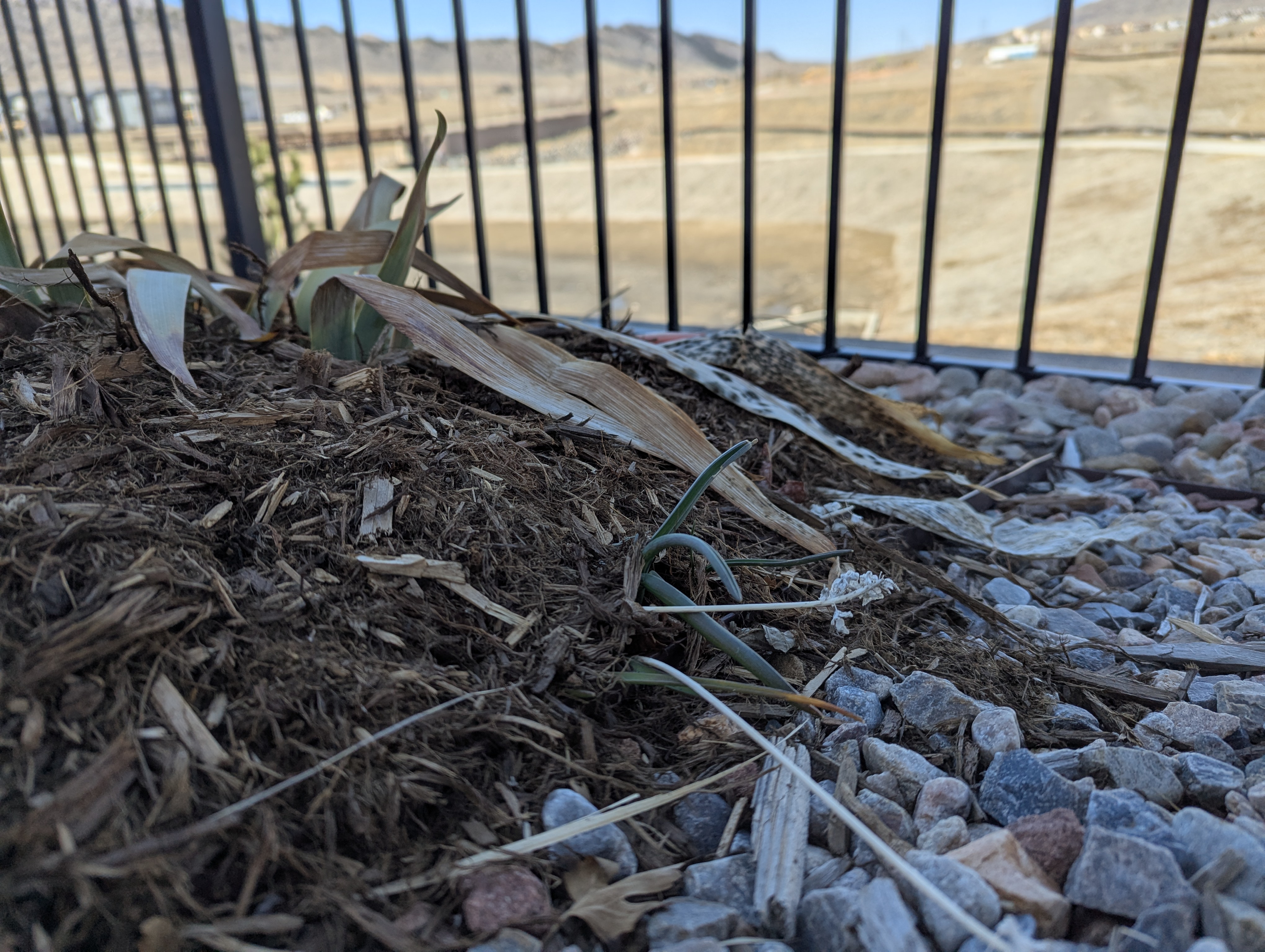 Gardening in Morrison, Colorado